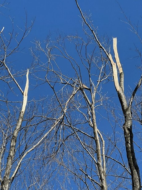 For decorative purposes.